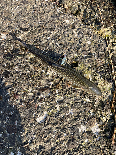 アメマスの釣果