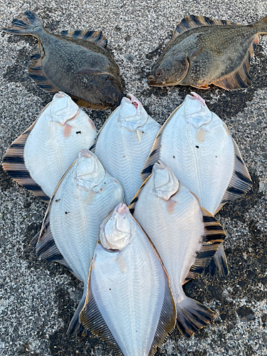 カワガレイの釣果