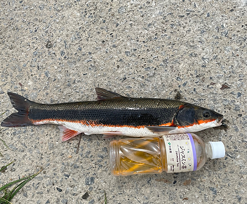 マルタウグイの釣果