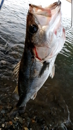 スズキの釣果