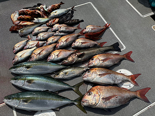 マダイの釣果