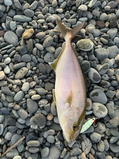 ショゴの釣果