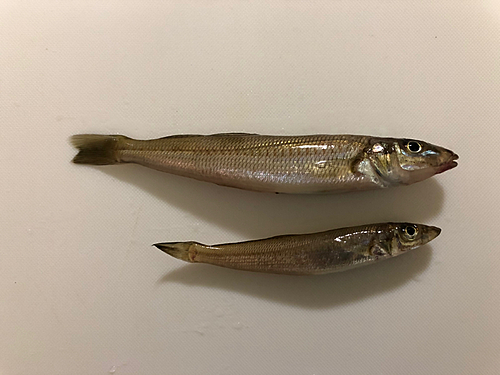 シロギスの釣果