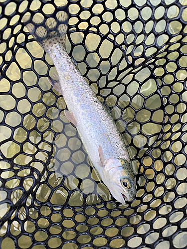 ニジマスの釣果