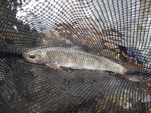 イワナの釣果