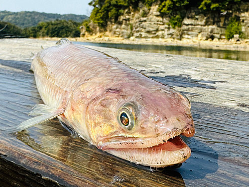 エソの釣果