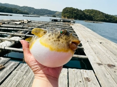 フグの釣果