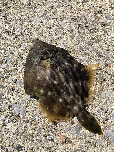 カワハギの釣果