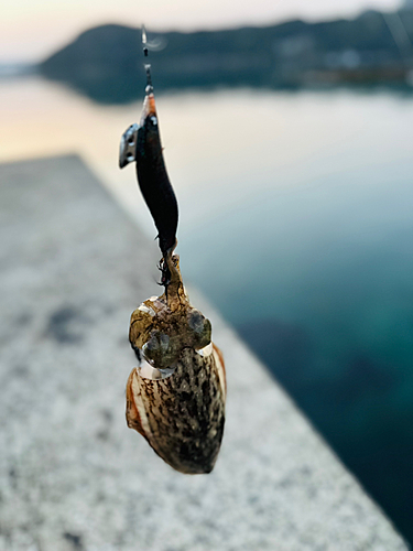 コウイカの釣果