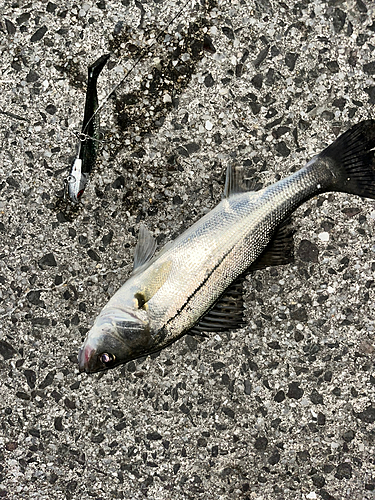 セイゴ（マルスズキ）の釣果