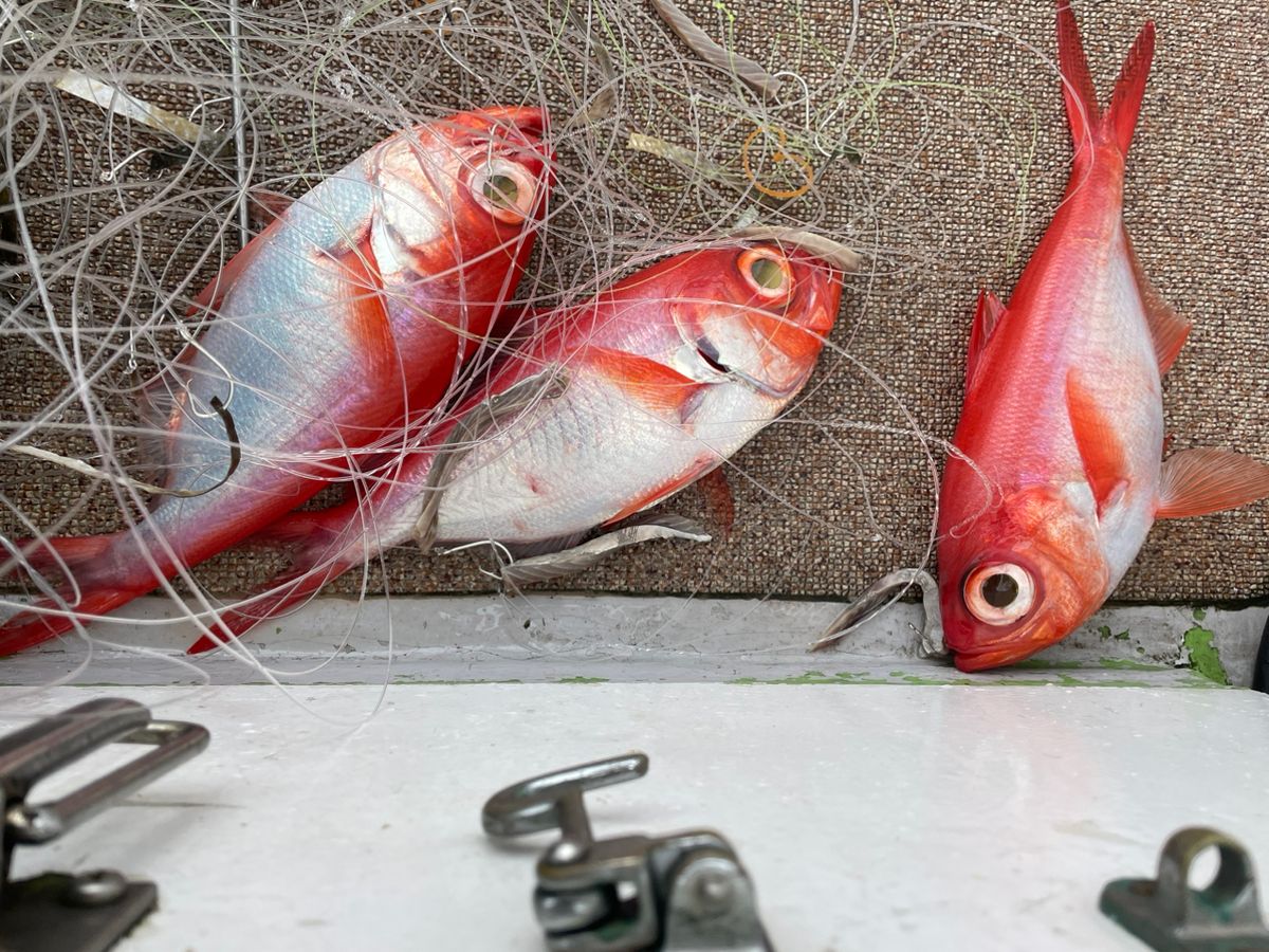 たまき釣りチャンネルさんの釣果 2枚目の画像