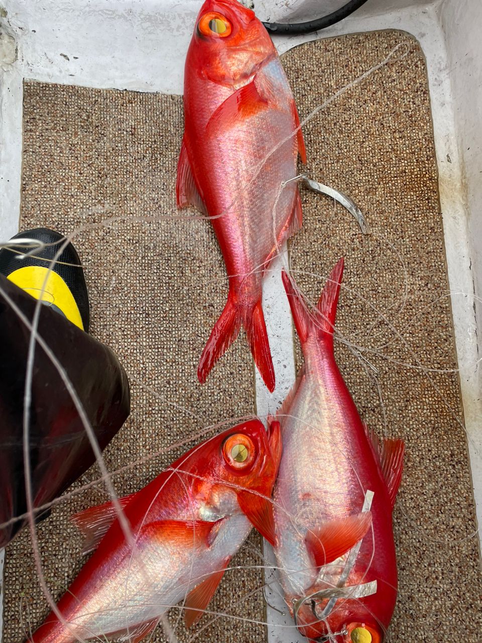 たまき釣りチャンネルさんの釣果 3枚目の画像