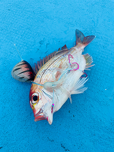 レンコダイの釣果