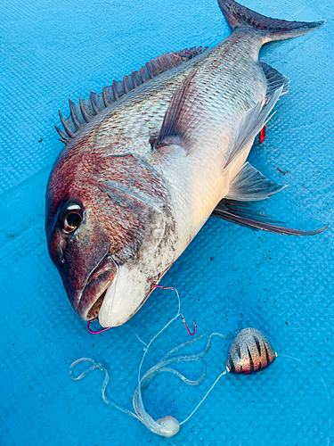 タイの釣果