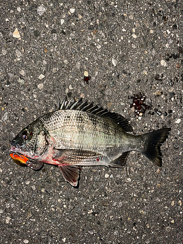 クロダイの釣果