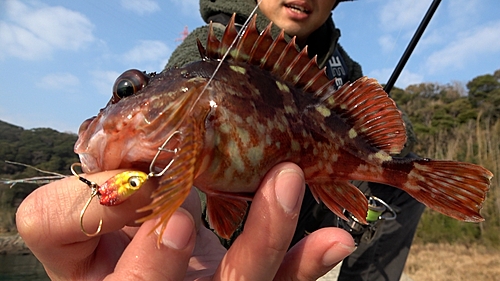 カサゴの釣果