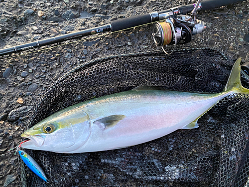 イナダの釣果