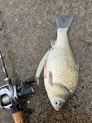 ヘラブナの釣果