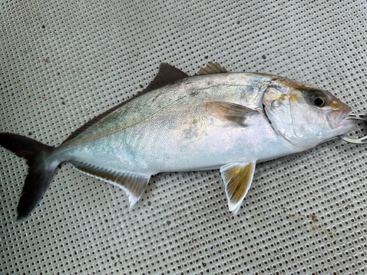 ☆沙乃○☆さんの釣果 2枚目の画像