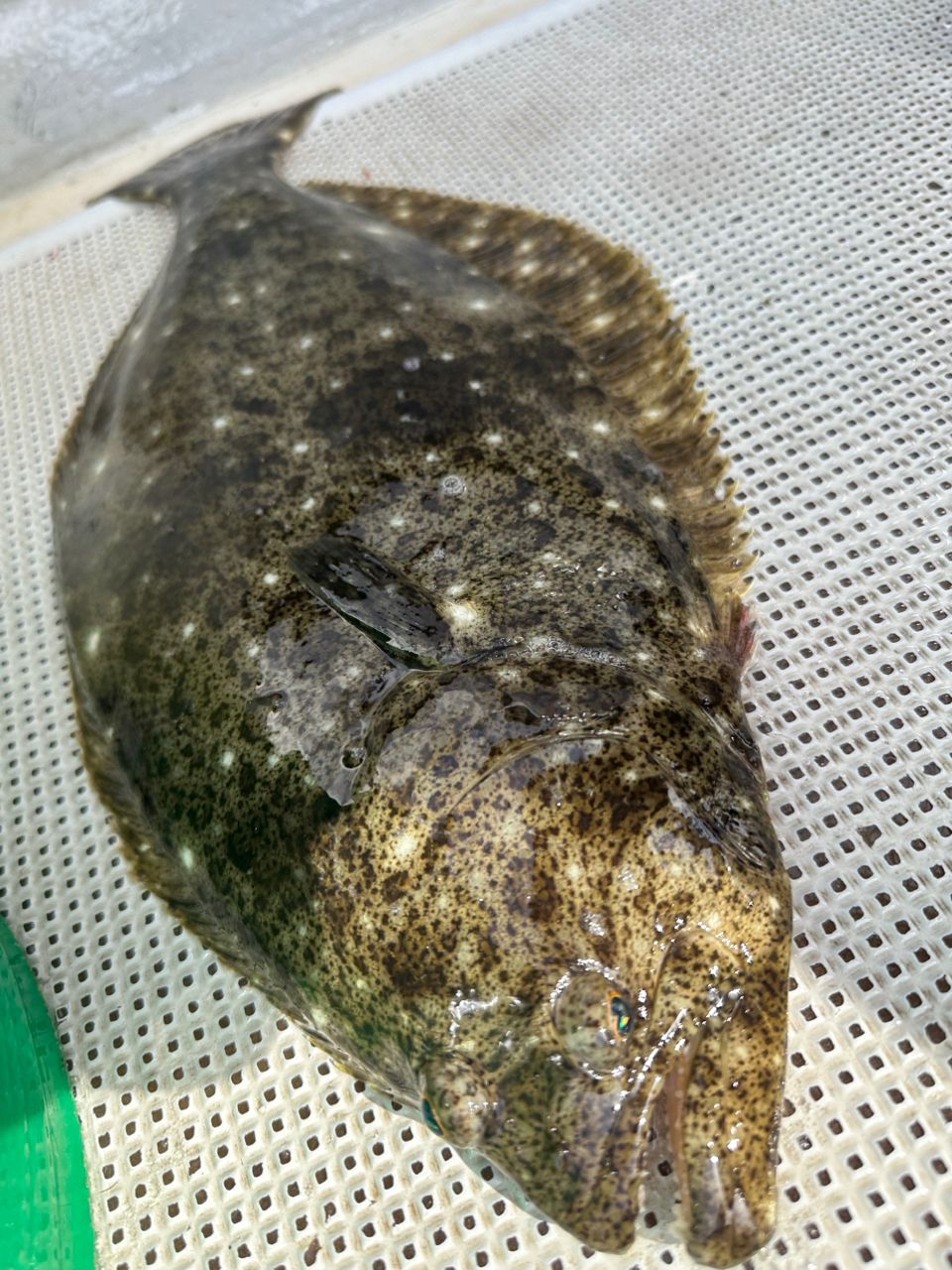 ☆沙乃○☆さんの釣果 3枚目の画像