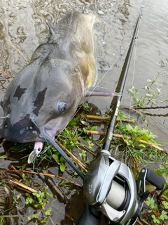 アメリカナマズの釣果