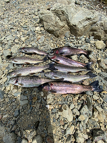 ニジマスの釣果