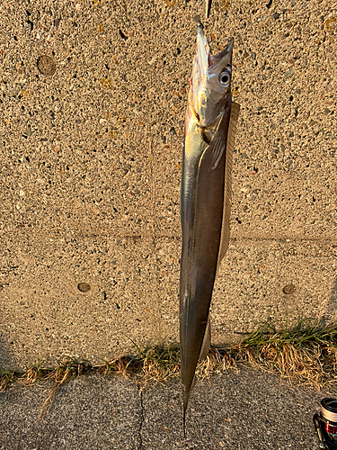 タチウオの釣果