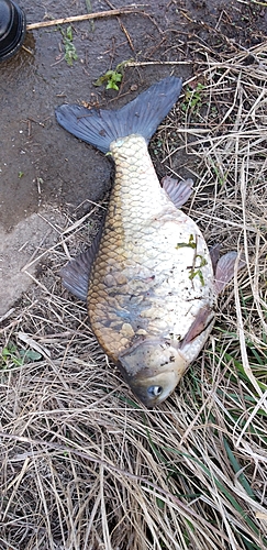 フナの釣果