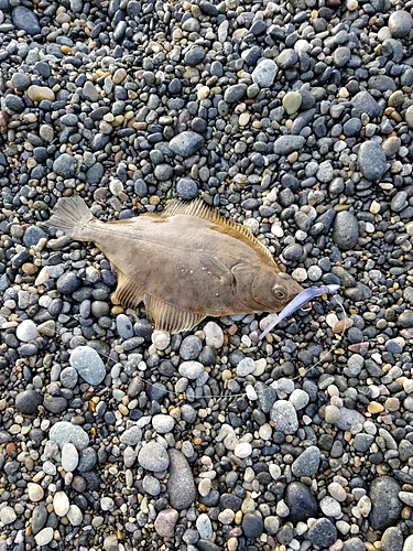 カレイの釣果