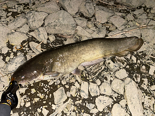 ナマズの釣果