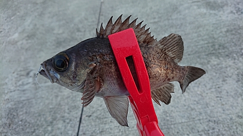 メバルの釣果