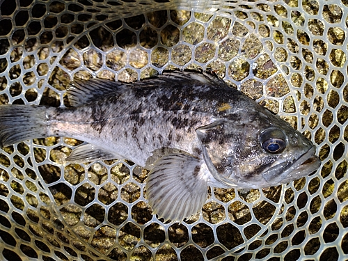 クロソイの釣果