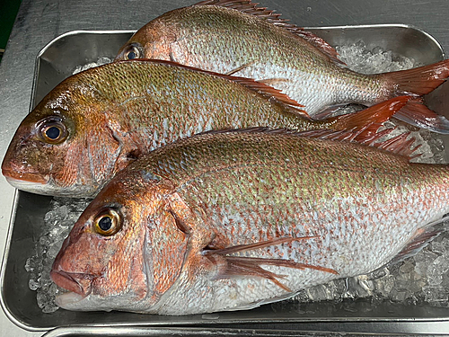 タイの釣果