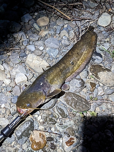 ナマズの釣果