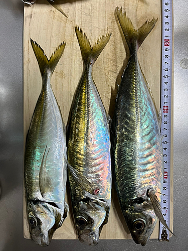 アジの釣果