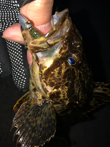 タケノコメバルの釣果