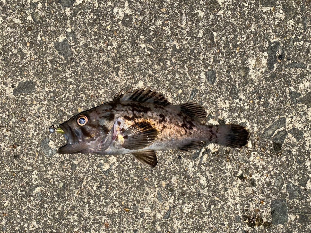 ムラソイ