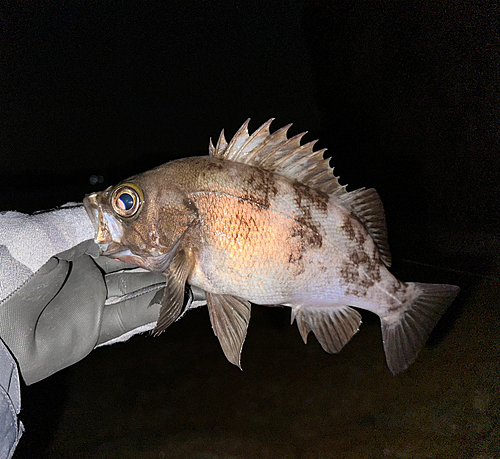 メバルの釣果