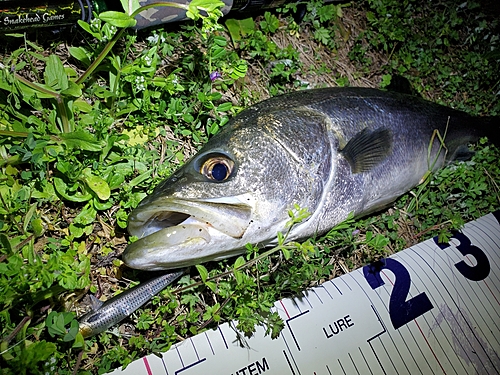 シーバスの釣果