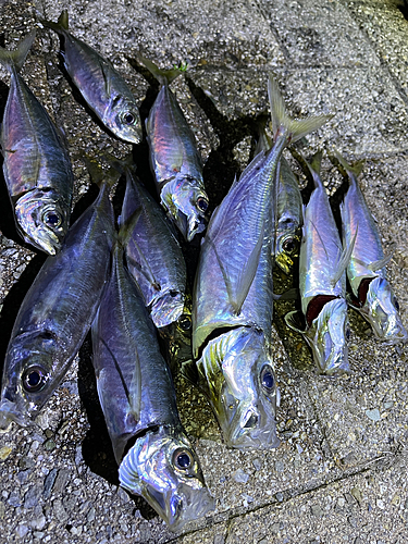 アジの釣果