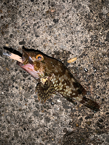 カサゴの釣果