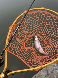 レインボートラウトの釣果