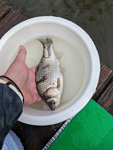 ヘラブナの釣果