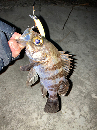 メバルの釣果