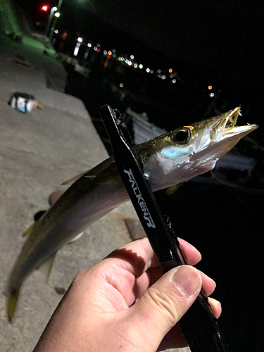 カマスの釣果