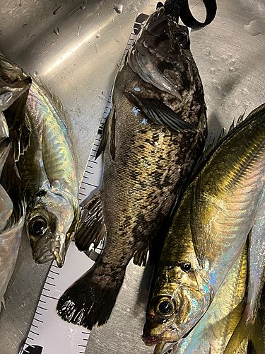 クロソイの釣果