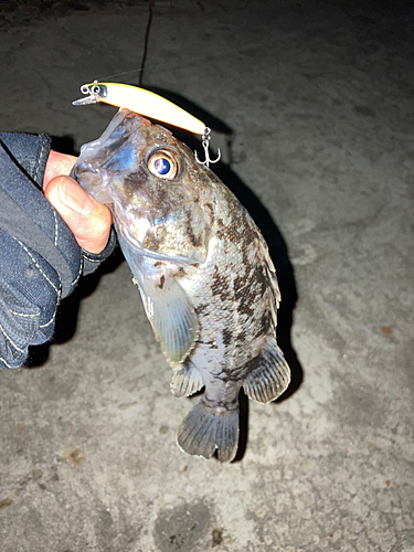 クロソイの釣果