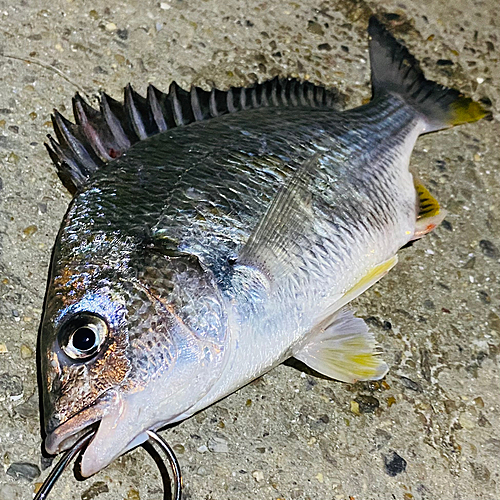 キビレの釣果