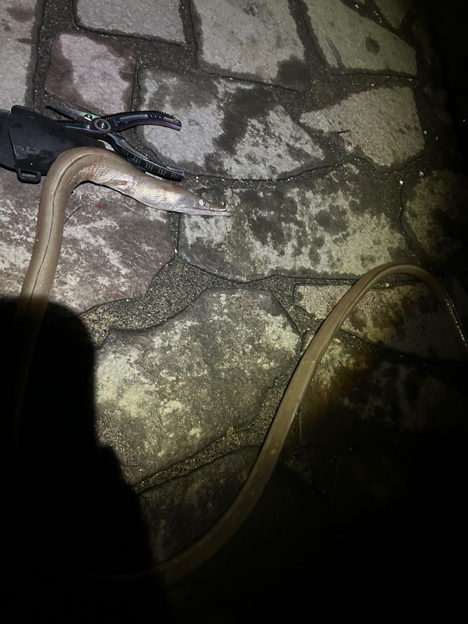 ダイナンウミヘビ