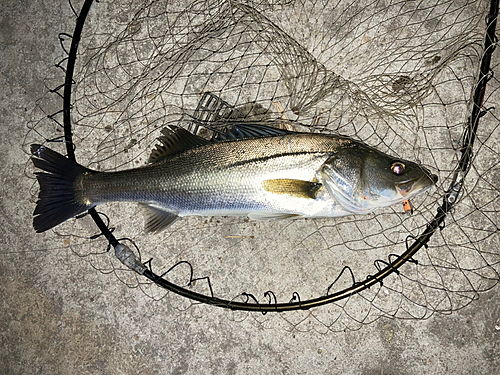 フッコ（マルスズキ）の釣果